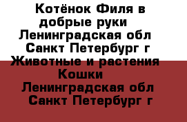 Котёнок Филя в добрые руки! - Ленинградская обл., Санкт-Петербург г. Животные и растения » Кошки   . Ленинградская обл.,Санкт-Петербург г.